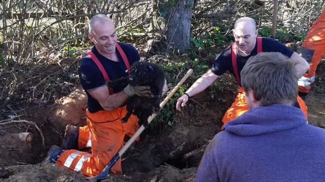 Dog Rescued After Being Stuck Down Rabbit Hole For Seven Hours Itv News West Country