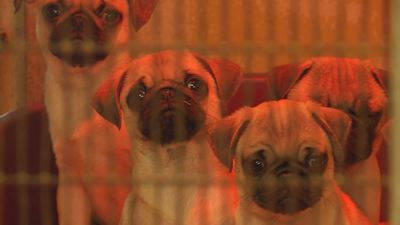 230820-Pug puppies-Library pictures