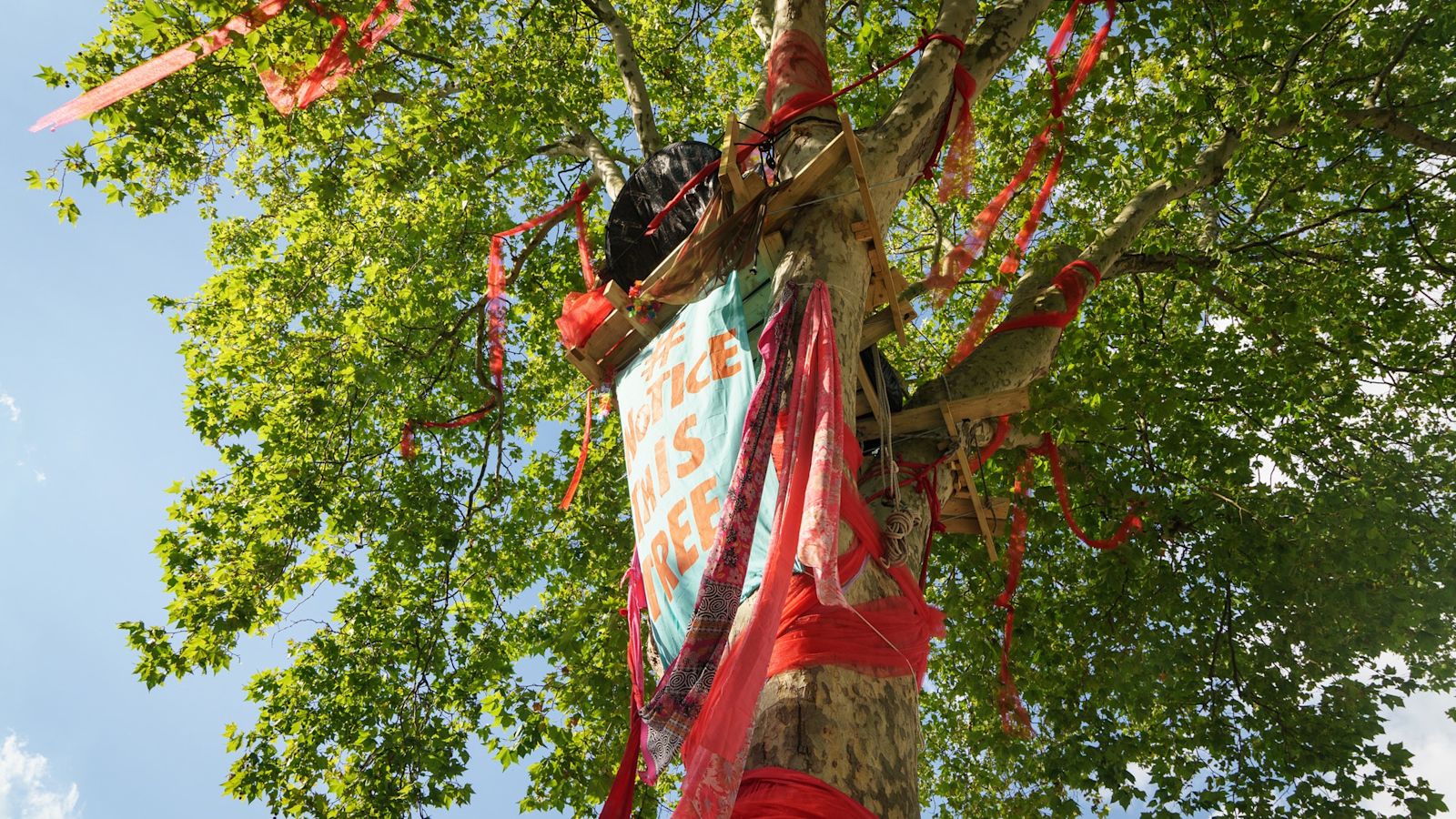 150-year-old Hackney tree among contenders vying for 'England’s Tree of ...