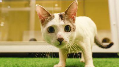 The charity will provide toys and treats for people to use when cuddling the cats