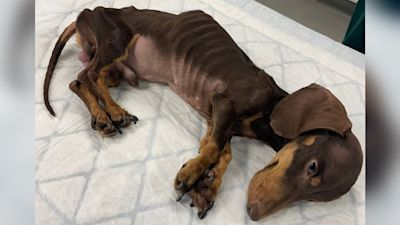 DUGGY THE DACHSHUND
Credit: RSPCA