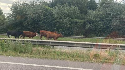 Cows on the Lincoln Bypass