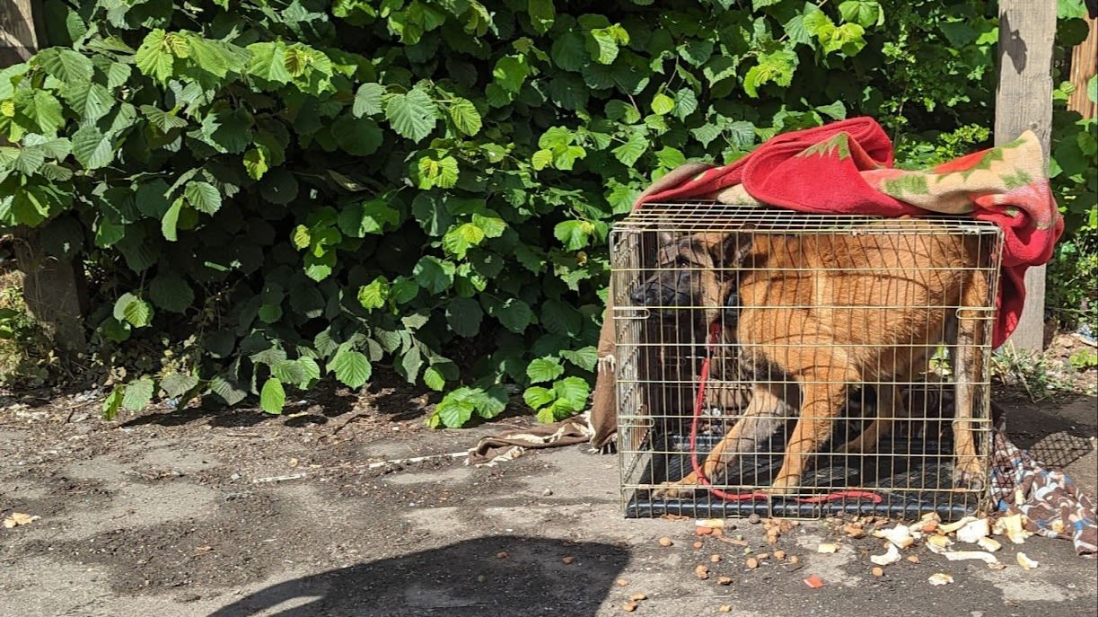 Distressed dog abandoned in cage in Birmingham industrial park