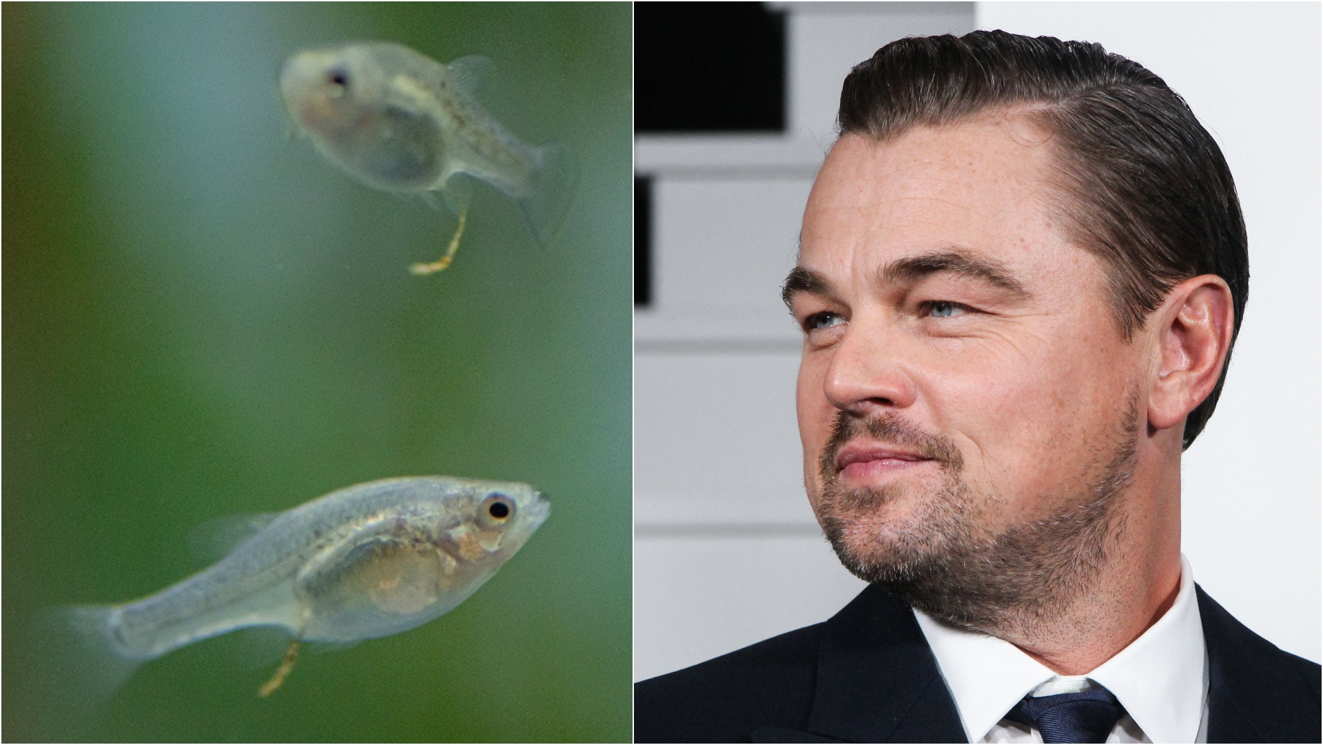 leonardo-dicaprio-hails-chester-zoo-for-bringing-rare-fish-species