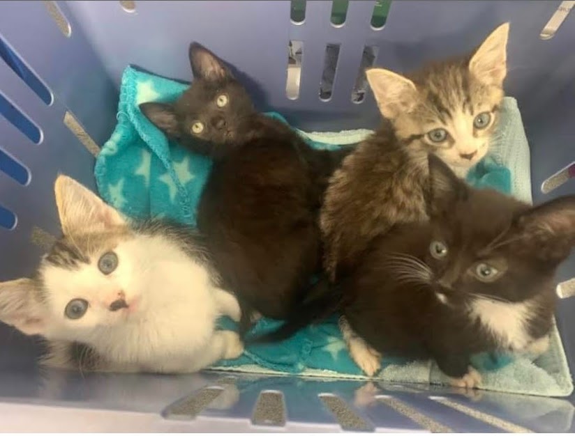RSPCA investigation after cats and kittens found dumped in New Ferry