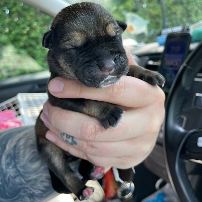 Abandoned puppies near deals me