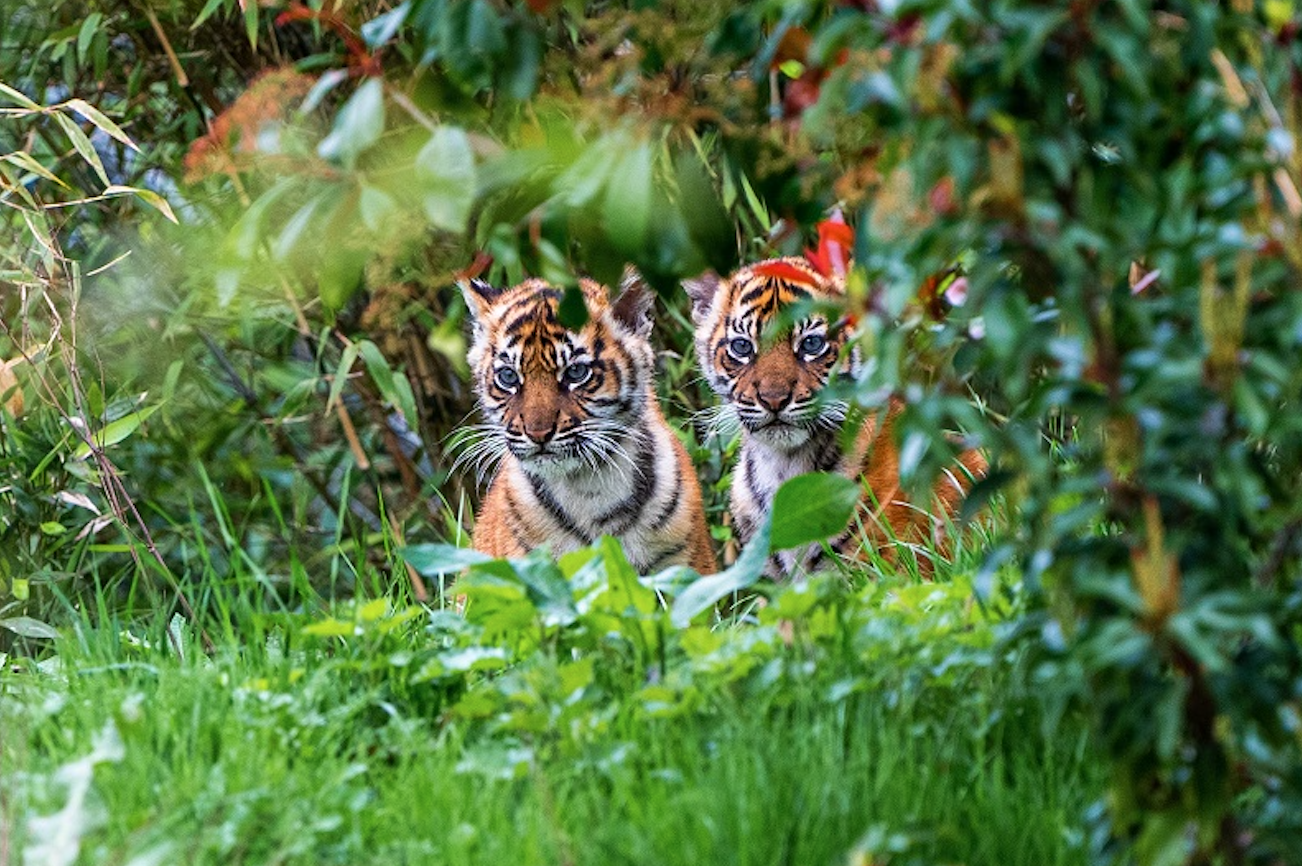 Photographer Captures the Rare Moment Newborn Tiger Cubs Emerge From a Den  for the First Time