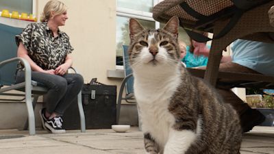 UTV
Spuds the hero cat