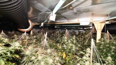 The factory contained around 2,000 cannabis plants