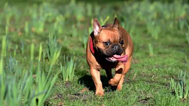 'Animals are not accessories': RSPCA warns against breeding flat-faced dogs