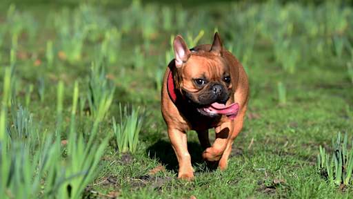 'Animals are not accessories': RSPCA warns against breeding flat-faced dogs