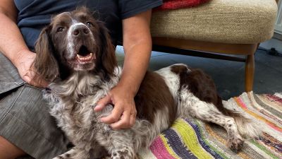 Spaniel Tandie in new home with owners who originally cared for her brother