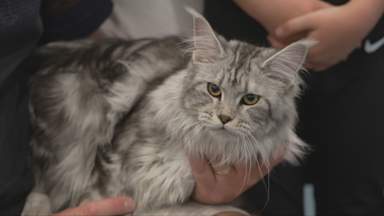 A bitter row erupts in the world of cat shows
