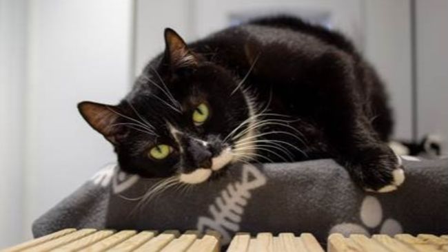 Wood Green 10-year-old Felix came into Wood Green’s care in February after his owner very sadly passed away.