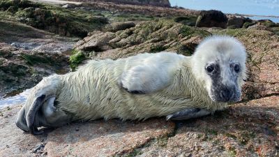 The washed up seal pup in Jersey.