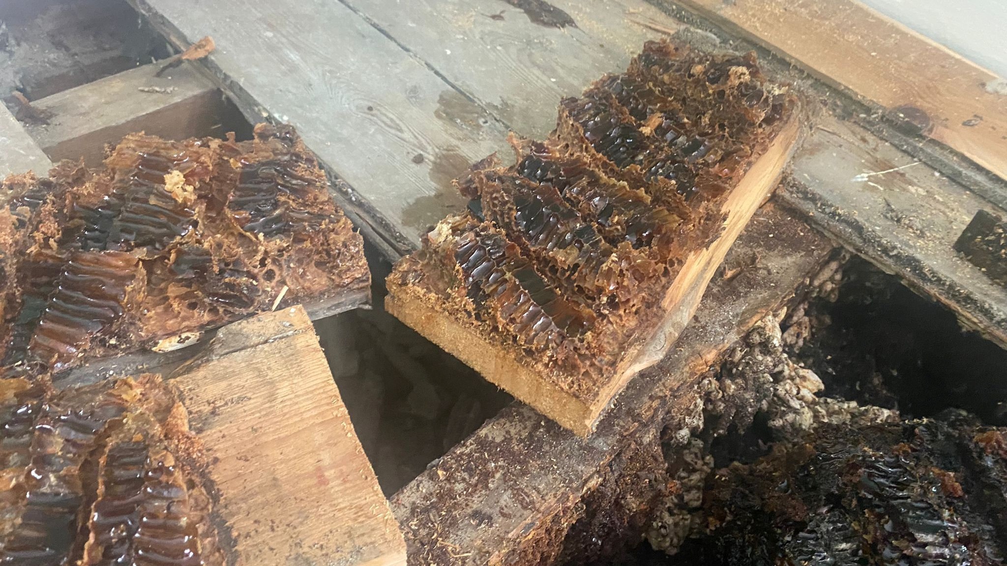 Honey was dripping down the walls' - Giant beehive found in family home