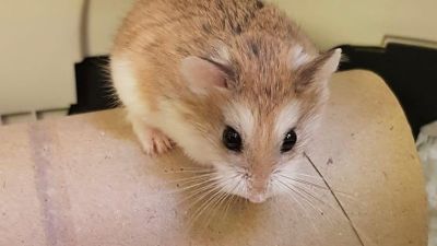 020421- The brown and white hamster that was left abandoned- Bristol Live 