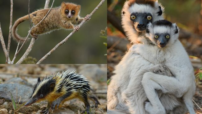 ITV News : The Latest Madagascar News ITV News : The Latest Madagascar News