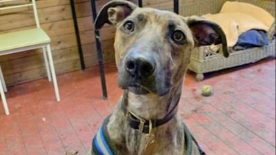 BPM MEDIA - SUE THE LURCHER - 01