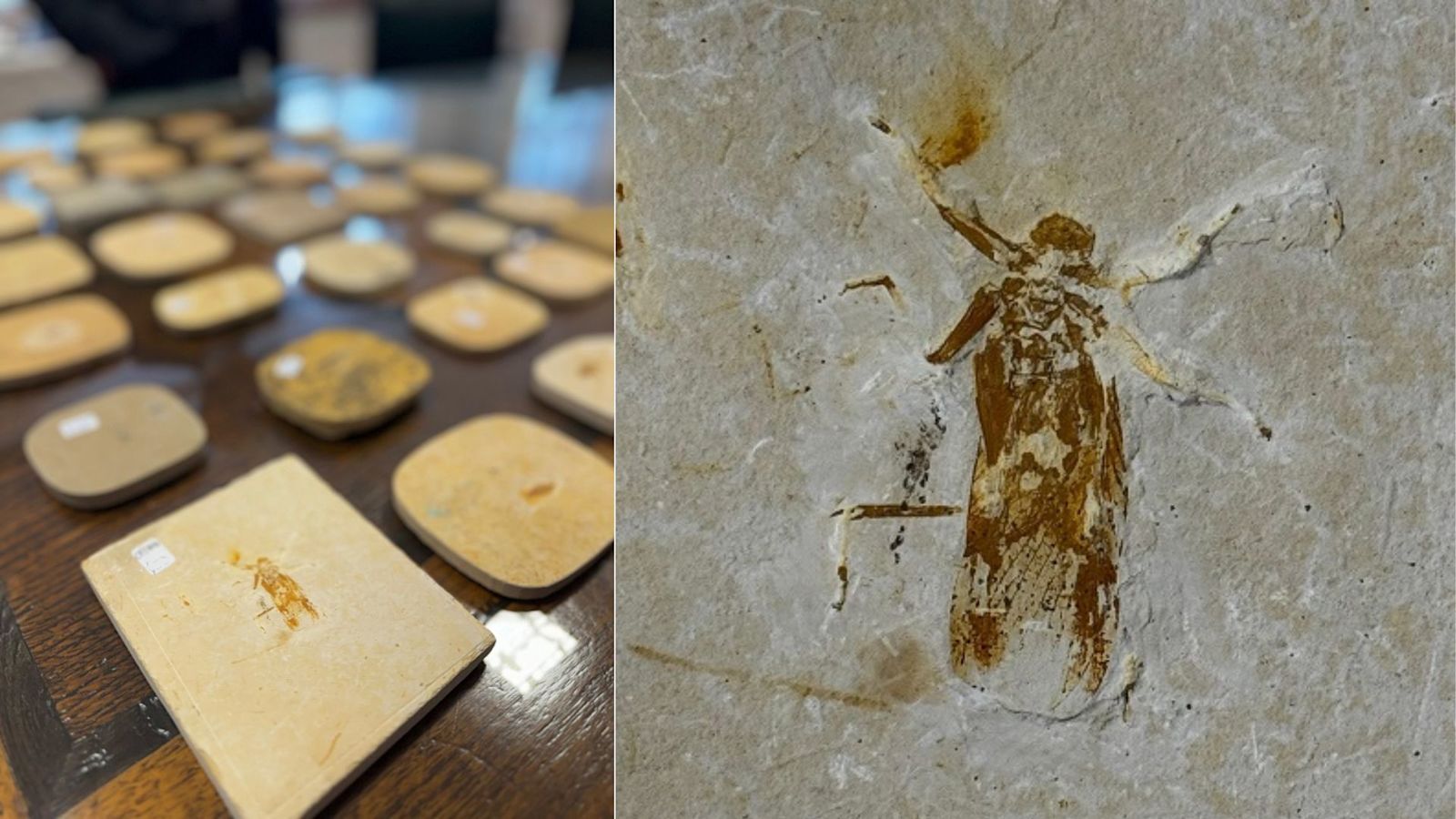 Insect Fossil Identifier Smuggled insect fossils found in Scarborough returned to Brazil | ITV ...