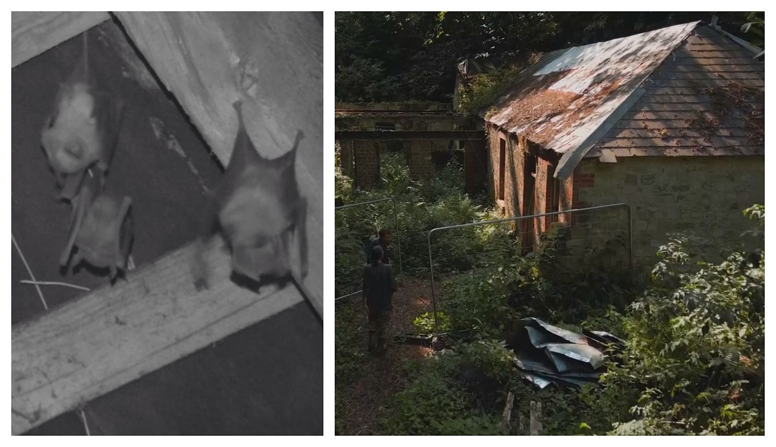 Race on to save colony of rare bats as secret Sussex home faces ...