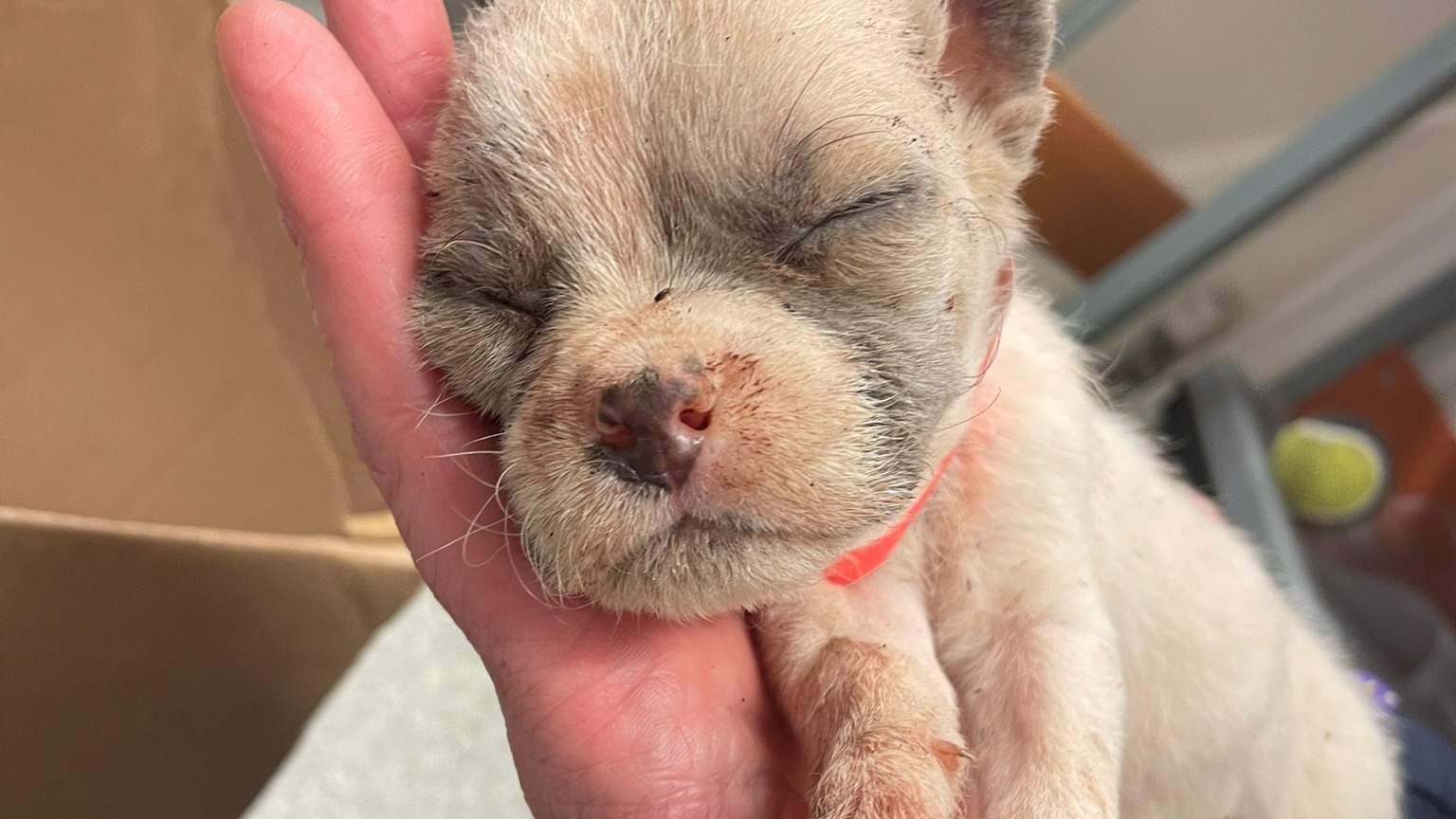 Puppy found underweight and covered in fleas in Cornwall dies after being abandoned on Christmas Eve