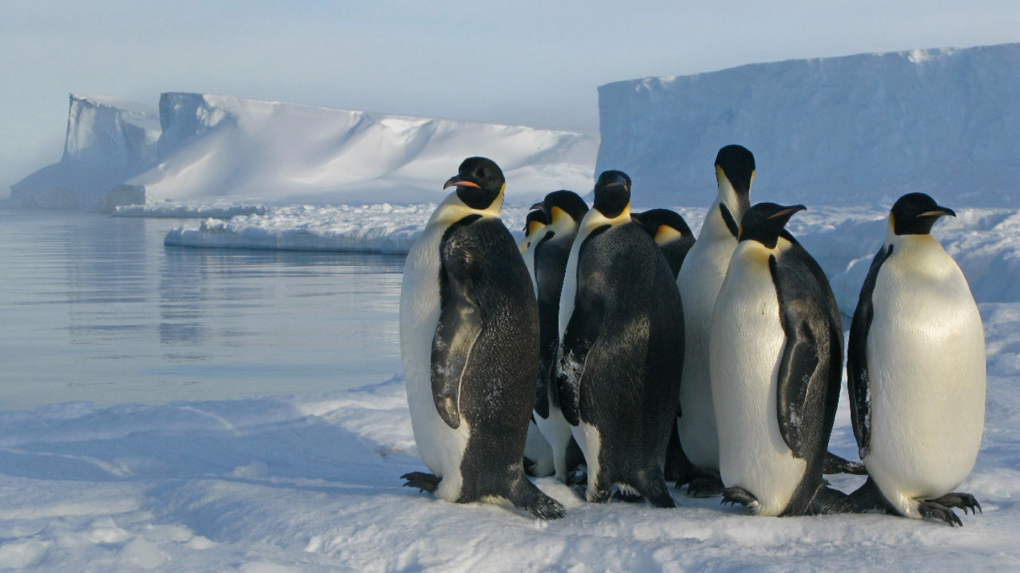 Satellite Finds New Emperor Penguin Colonies In Antarctica | ITV News