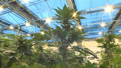 Cannabis plant