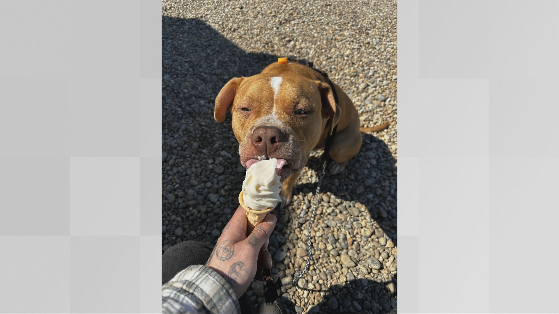 Dog owner devastated after Kent Police seize pet for being banned