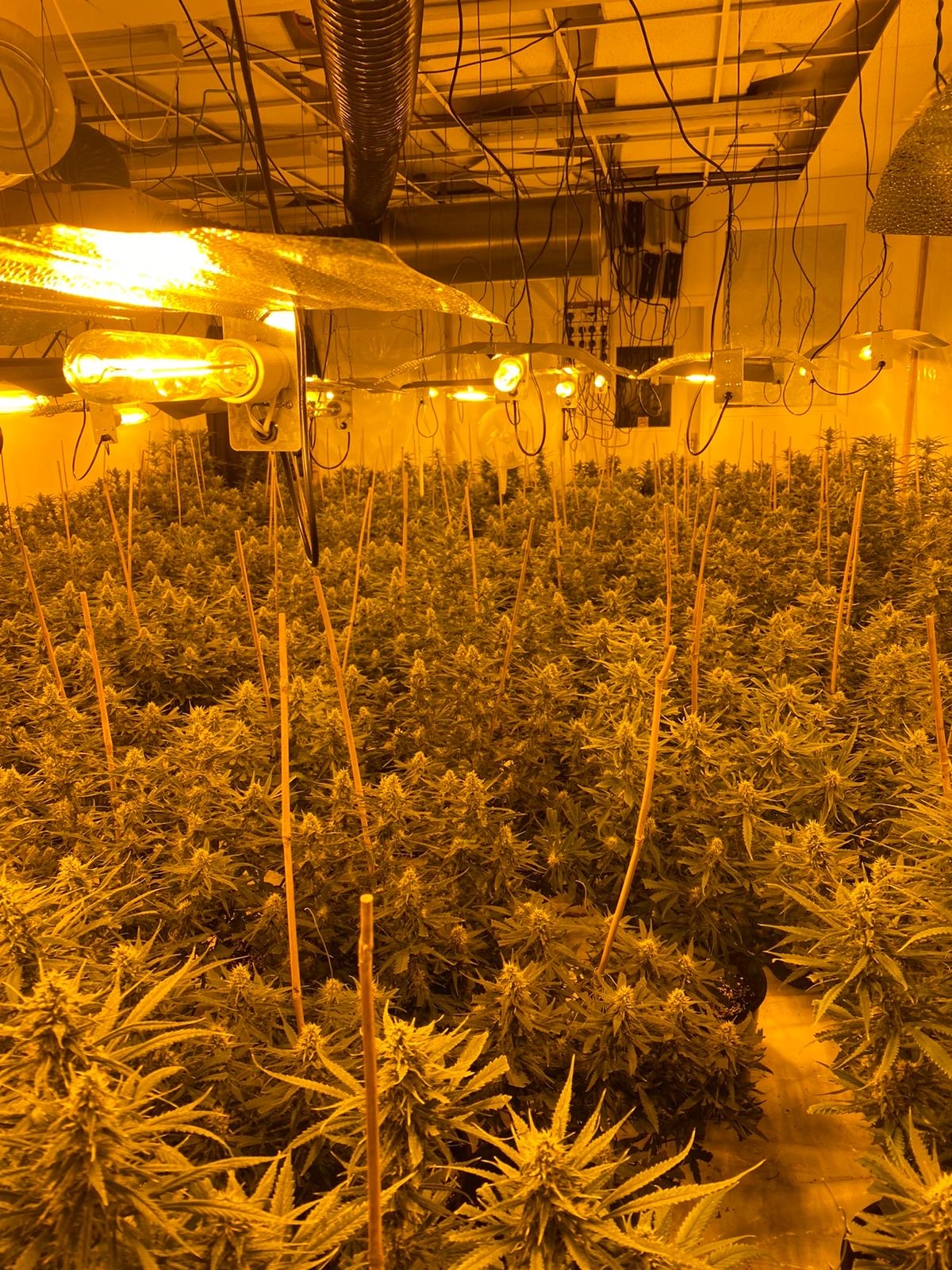 Police seize almost £1m worth of cannabis from Stockton High Street