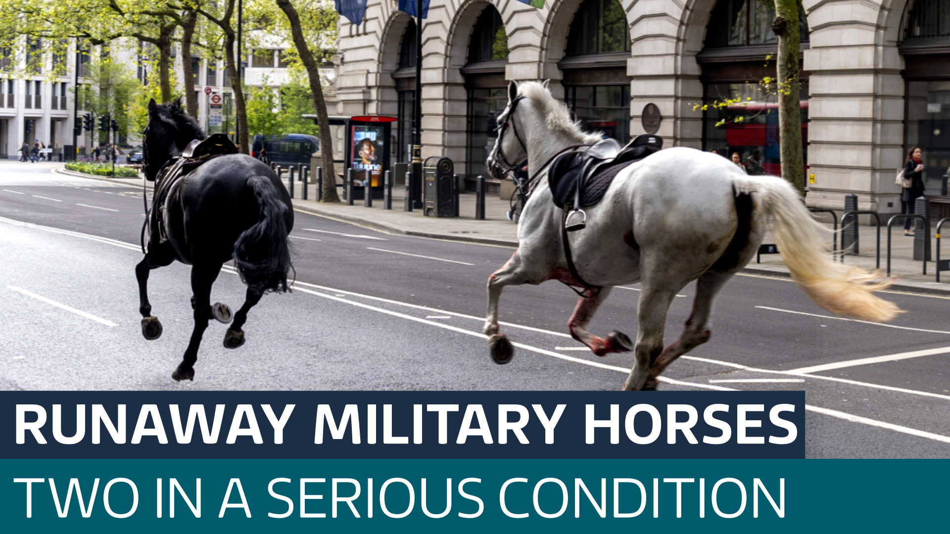 Two military horses in serious condition after bolting through central ...