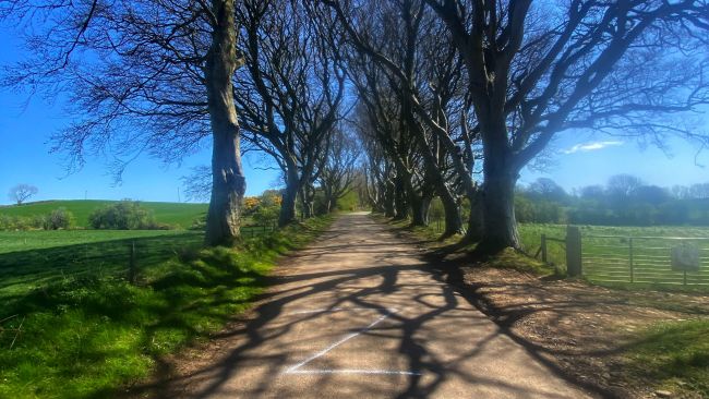 Graffiti supporting Russia has apperaed at the world famous Dark Hedges overnight where the world famous Games of Thrones was filmed. A lot of scenes from Games of thrones were filmed in Northern Ireland and the Dark Hedges was the Kings Road. PICTURE STEVEN MCAULEY/MCAULEY MULTIMEDIA 