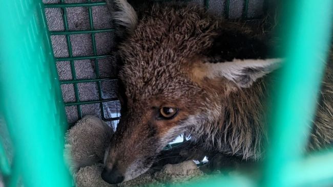101023 rescued fox rspca, Seaham Harbour Marina Credit: RSPCA