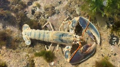 An albino lobster caught off the coast of Guernsey 