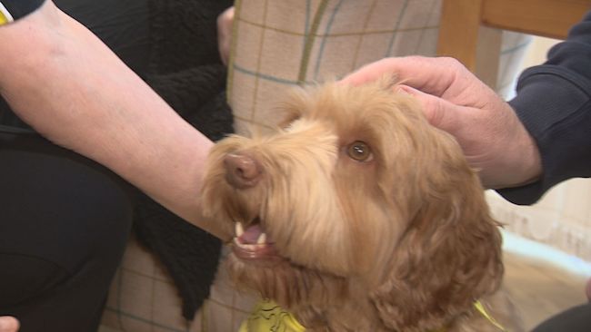 Therapy 2024 dog nationwide