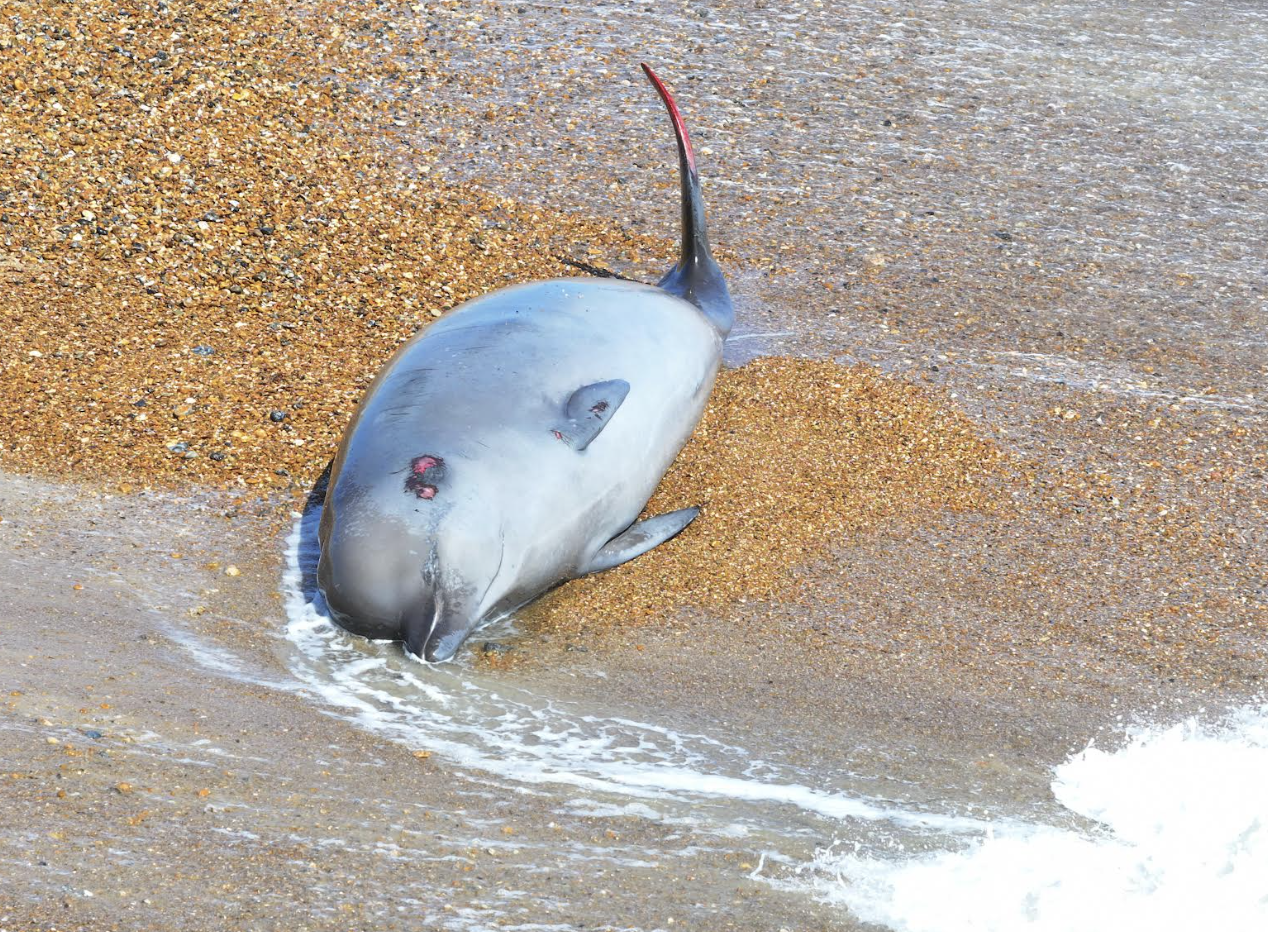 Rescue operation begins to remove netting from dolphin calf