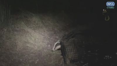 BADGER POPPING HEAD OUT OF CAGE