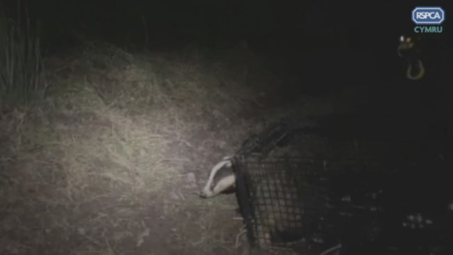 BADGER POPPING HEAD OUT OF CAGE
