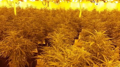 cannabis farm Sheffield