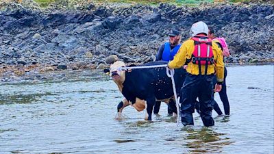 Cow Lifeguards Lifeboat and coastguard called to rescue cows that fell off cliff into ...