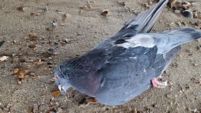 080125 MER PIGEON ATTACK 2