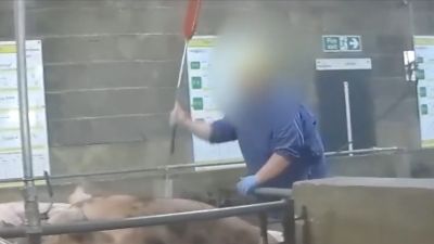 pigs beaten at abattoir 
