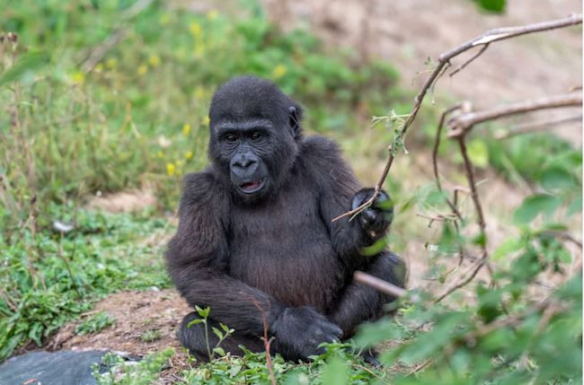 A baby gorilla playing with a tree.
