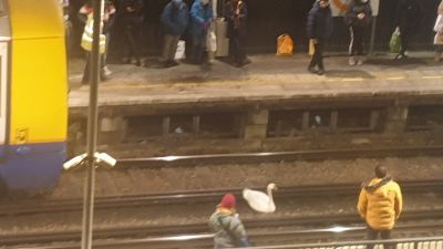 an injured swan that had to be rescued after it made its way onto the tracks at a station in west London