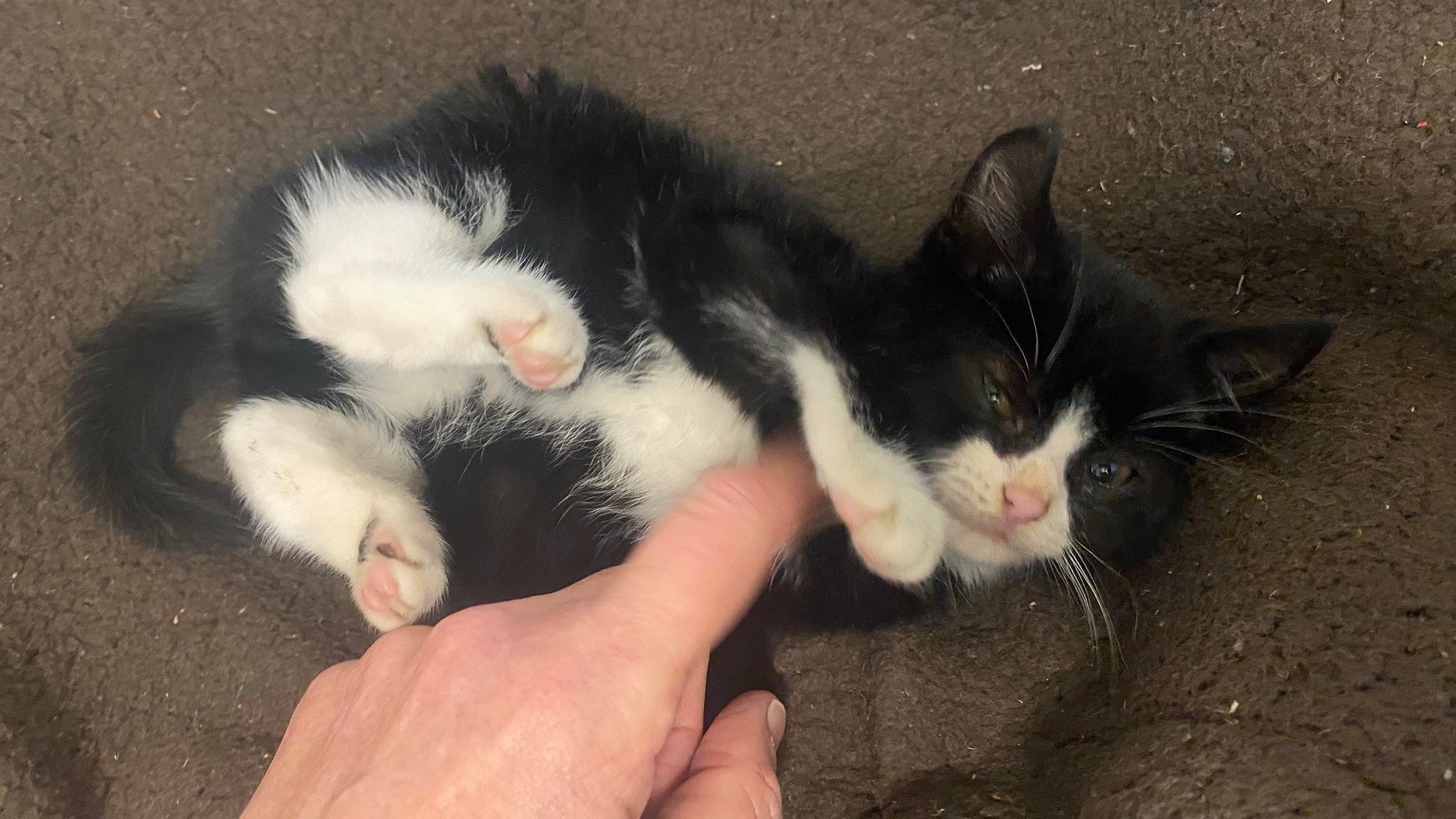 Kitten Survives 250 Mile Journey From Southampton To Merseyside In The 