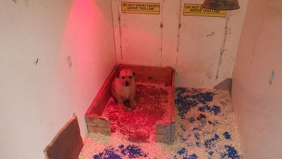 Puppy smugglers Milton Keynes
