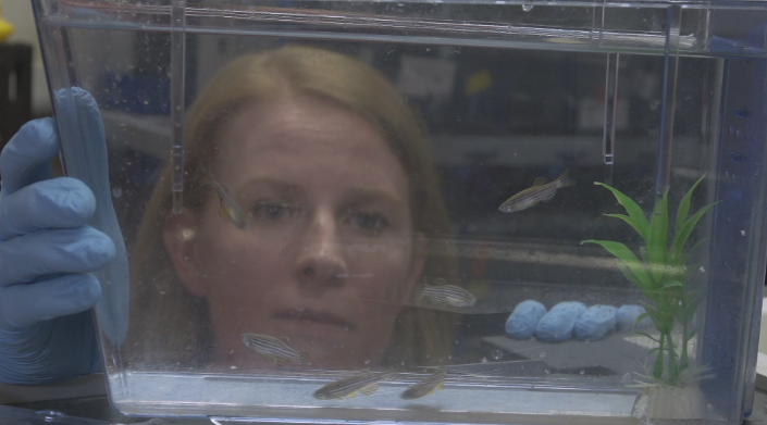 https://www.itv.com/news/meridian/2021-08-02/heart-disease-how-the-tiny-zebrafish-is-helping-to-find-a-cure