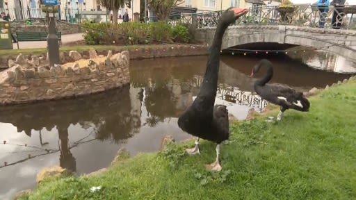RSPCA rescues swan tangled up in fishing line in Exeter