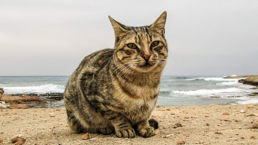 Experts warn about feline coronavirus after 'thousands' of cat deaths in  Cyprus, Animals