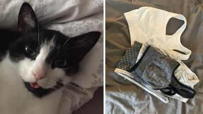 Owner apologises after her cat steals £300 worth of items from neighbours  in Derby
